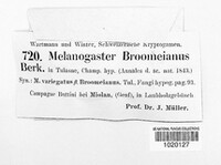 Melanogaster broomeianus image